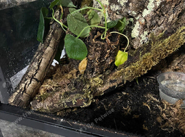 Mature female P.ornata