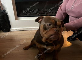 sadly need to rehome or beautiful girl