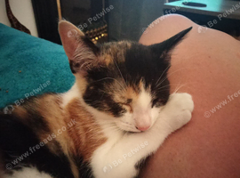 10 week old Calico beautiful kitten