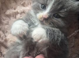 BSH X kittens