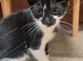 2 black and white kittens