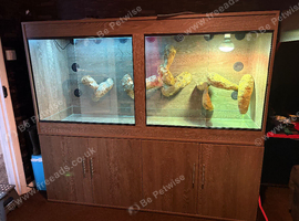 6ft x 5ft x 2ft custom vivarium with extras