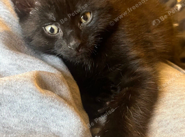 Sweet & Playful 10-Week-Old Female Kitten Seeking Loving Forever Home