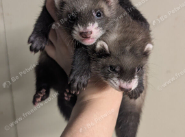 Baby ( kit ) PET ferrets