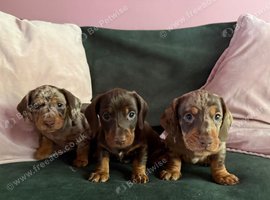Stunning Unique Dachund Puppies looking for forever homes