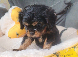Beautiful cavalier king charles puppies