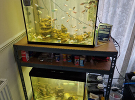 Siamese fighting fish (Betta) & Red Tail Rainbow Fish &pound;2.5 Each Full Setup Available - ALL MUST GO!
