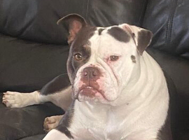 5 year old English bulldog