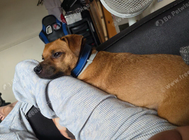 Rehoming