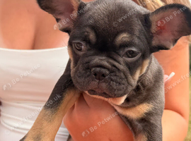 French bull dog puppy 9 weeks