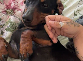 Medium sized Dachshund 2 years old Male