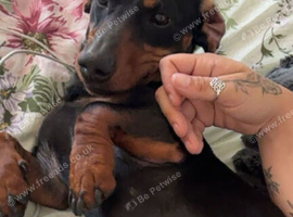 Male 2 year old Dashshund