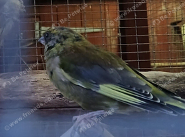 Male greenfinch