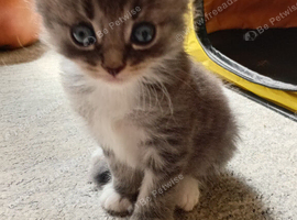 Gorgeous fluffy kittens
