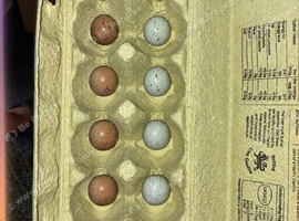 Button quail hatching eggs