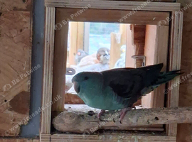Male Lineolated parakeet