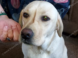 2 male labrador puppies