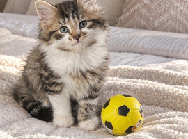 2 Persian kittens