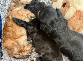 4 stunning lhasapoos
