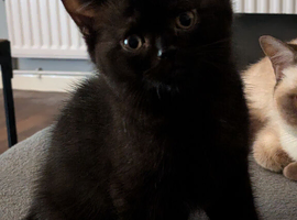 British short hair kittens