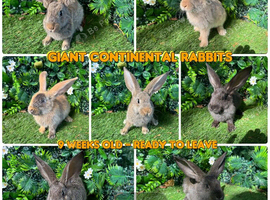 Champion Continental giant rabbits  9 weeks old