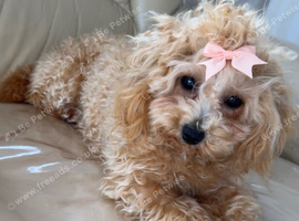 Toy poodle