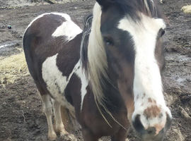 STUNNING COLOURED GELDING. COB X