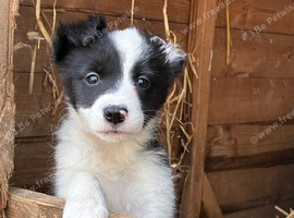 Pure border collies ready now