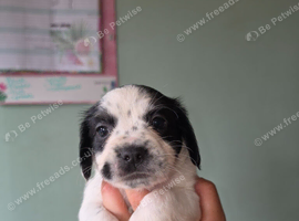 Gorgeous puppies
