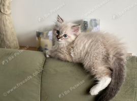 SIBERIAN X RAGDOLL fluffy female