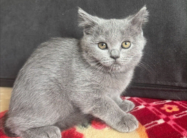 Scottish fold kitten