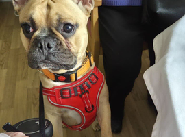 French bulldog 14mths old