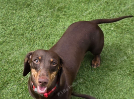 Beautiful 15 mnth girl kc mini dax