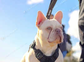 Lilac tan pink testable fluffy French bulldog stud