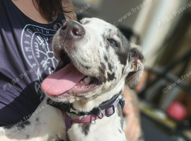 Female merle neopolitan mastiff
