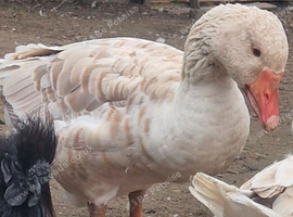 Brecon buff male goose bred 2025