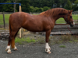 Chunky 14.1 Welsh Filly