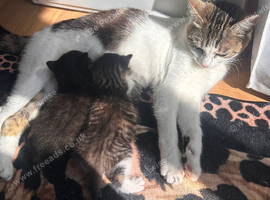 2 kittens available