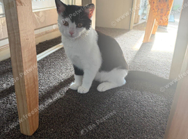 Felix the cat