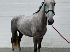 Lovely Irish Sports Horse Gelding