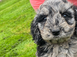 COCKAPOO PUPPIES