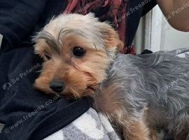 Puppy for sale