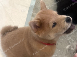 Chows ready and reduced !!