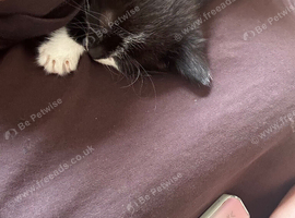 Black and white kittens
