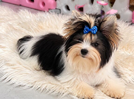 Beautiful 7-Month-Old Biewer Yorkshire Terrier Girl