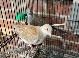 Diamond dove