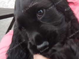 COCKER SPANIEL PUPS IN NI ONLY ONE REMAINING