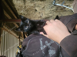 Kittens for sale