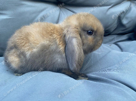 MINI LOPS BUNNIES