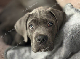 11 week old cane Corso